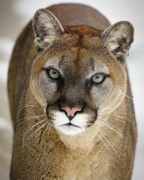 COUGAR